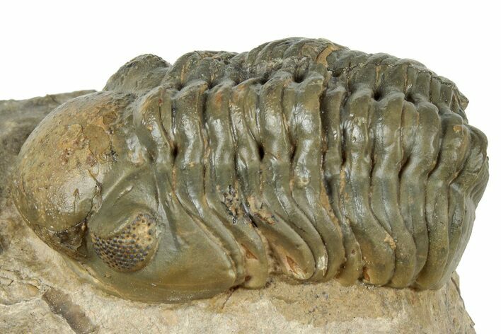 Detailed Reedops Trilobite - Atchana, Morocco #322270